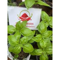 ราคา เมล็ดพันธุ์โหระพาอิตาเลี่ยน Italian Basil (21394514996)