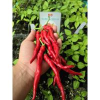 ราคา เมล็ดพันธุ์พริกยาวโจลอง Joes long (22974963651)