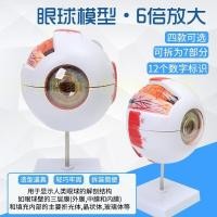 ราคา Authentic high end professional medical anatomy of the human eye model eye anatomy features of ophthalmology (16535723646)