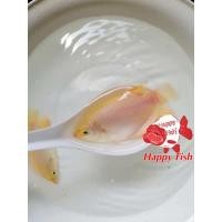 ราคา อาหารปลา ปลาแรดเผือกตาแดง ปลาแรดเผือกตาดำ ไซร้2 3นิ้ว มีประกันสินค้า (22824141735)