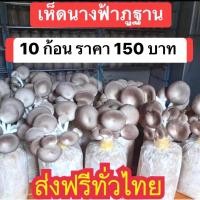 ราคา เชื้อเห็ดนางฟ้าภูฐาน 10ก้อน แถมฟรีคู่มือเพาะ (22977527327)