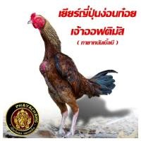 ราคา ไข่เชื้อไก่ชน เจ้าออฟติมัส เยียร์ญี่ปุ่นง่อนก๋อย ทับกับแม่ก๋อยร้อย และก๋อยญี่ปุ่นเยียร์ ไข่เก็บใหม่ทุกวัน จัดส่งเร็ว (22954275023)