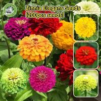 ราคา ปลูกง่าย COD เมล็ดพันธุ์ ดอกบานชื่นคละสี Mixed Zinnia Flower Seed เมล็ดพันธุ์แท้ ดอกบานชื่นซ้อน เมล็ดบานชื่น ต้นไม้มงคล เมล็ดพันธุ์แท้ นำเข้าจากต่างประเทศ ดอกไม้ปลูกสวยๆ เมล็ดพันธุ์ดอกไม้ ไม้ประดับ ไ 