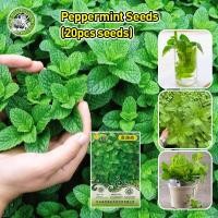 ราคา เมล็ดพันธุ์ สะระแหน่ Peppermint Herbs Seeds for Planting Edible Mint Seeds Peppermint Seeds Peppermint Plants Seeds Perfume Mentha Flower Seeds เมล็ดพันธุ์สะระเเหน่ เมล็ดสะระแหน่ สะระเเหน่ เมล็ดดอกไม้