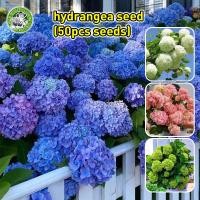 ราคา ปลูกง่าย เมล็ดสด100 เมล็ดพันธุ์ ไฮเดรนเยีย คละสี Mixed Hydrangea Flower Seed เมล็ดดอกไม้ บอนสีราคาถูก เมล็ดบอนสี ต้นไม้มงคล บอนสี เมล็ดดอกไม้ ต้นไม้มงคล บอนสี เมล็ดบอนสี บอนไซ ต้นไม้ ดอกไม้จริง ต้นบอ 