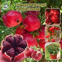 ราคา ปลูกง่าย COD เมล็ดพันธุ์ ผลทับทิม เมล็ดทับทิม Bonsai Pomegranate Seeds Fruit Plants บอนไซ ต้นผลไม้ เมล็ดผลไม้ พันธุ์ผลไม้ เมล็ดพันธุ์ผลไม้ ต้นไม้กินผล เมล็ดบอนสี ต้นไม้แคระ ต้นไม้มงคล เมล็ดพันธุ์ผัก (