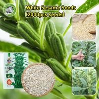 ราคา ปลูกง่าย COD เมล็ดสด 100 งาดำ White Sesame Seeds เมล็ดพันธุ์งาดำ เมล็ด งาดำ เมล็ดพันธุ์งาดำ งาดำ High Yield Sesame Plants Seeds for Planting เมล็ดต้นบอนสี พันธุ์ดอกไม้ เมล็ดผัก ปลูกง่าย ดอกไม้จริง ไม 