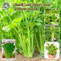 ราคา การเก็บเกี่ยวที่รวดเร็ว เมล็ดพันธุ์ ขึ้นฉ่าย Chinese Celery Seeds Vegetable Seeds for Planting Plants เมล็ดคื่นฉ่าย ผักออร์แกนิก เมล็ดพันธุ์ผัก ผักสวนครัว บอนไซ ผักออร์แกนิก พันธุ์ผัก เมล็ดผัก เมล็ดพั