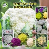 ราคา ปลูกง่าย เมล็ดพันธุ์ กะหล่ำดอก สโนว์บอล Snowball Self Blanching Cauliflower Seed ของแท้ 100 เมล็ดพันธุ์ กะหล่ำดอก ประมาณ Cauliflower Seeds Organic Vegetable Seeds for Planting เมล็ดพันธุ์ กะหล่ำดอก ผั