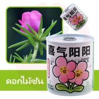 ราคา ดอกทานตะวัน สตรอเบอร์รี่ ชุดปลูกดอกไม้ ชุดปลูกผัก ชุดพร้อมปลูก ทานตะวัน สตรอว์เบอร์ หญ้านำโชค (22343125988)