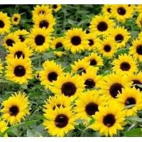 ราคา 20 เมล็ด ดอกทานตะวันแคระ dwarf sunflower seeds สายพันธุ์ Bambino (21534180252)