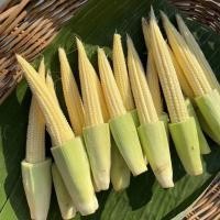 ราคา 30 เมล็ด ข้าวโพดอ่อน ข้าวโพดฝักอ่อน Baby Corn (21741518321)