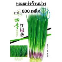 ราคา เมล็ดพันธุ์ต้นหอมแบ่ง หอมแบ่งก้านม่วง 800 1200 เมล็ด (21408913711)
