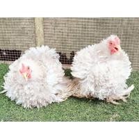 ราคา ไข่เชื้อไก่มินิโคชินขนกลับสีขาวคละเพศ จำนวน 4ฟอง (22064883189)