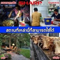 ราคา Sharp เครื่องไล่ยุง เครื่องดักยุง ที่ดักยุงไฟฟ้า เครื่องดักยุง 2023 ที่ดักยุง ดักยุง เครื่องดักยุงไฟฟ้า mosquito killer เครื่องช็อตยุง Pest Killer ที่ดักยุง ไฟล่อแมลง ดักยุง 6W 8wไฟล่อแมลง กำจัดยุง เค