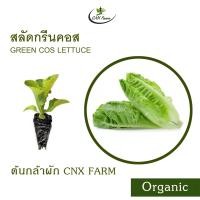 ราคา สลัดกรีนคอส Organic Green Cos Lettuce (21757386973)
