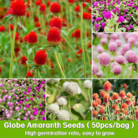 ราคา ดอกบานไม่รู้โรย คละสี 50เมล็ด ขาวม่วงแดงสตอเบอร์รี่พิ้งเลดี้บานเย็น Globe Amaranth Seeds for planting (22606736846)