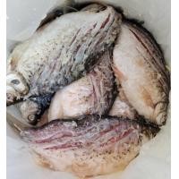 ราคา พร้อมส่ง ปลาตะเพียนส้ม (21725947739)