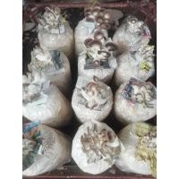 ราคา 10ก้อน 200 บาท ก้อนเชื้อเห็ดนางฟ้า พร้อมคู่มือการใช้ ก้อนเห็ดนางฟ้า ก้อนเห็ดพร้อมเปิดดอก (9329141052)