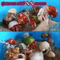 ราคา ปูเสฉวนบก แฟนซี คละแบบ 2 ตัว แถม 1 ตัว เลี้ยงน้ำจืด ตกแต่งตู้ชื้น สวนชื้น Terrarium มีประกันระหว่างจัดส่ง (23055911821)