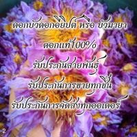 ราคา ดอกบัวอบแห้ง ดอกบัวบูลโลตัส 3ฟรี1 บรรจุ1 5กรัม ดอกบัวแท้ไม่ผสม ดอกบัวมายา มิเครนท่าฟ้า เซรูเรีย อียิปต์ ดอกบัว อบแห้ง (22637685001)