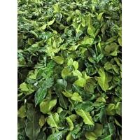 ราคา ใบมะกรูดอบแห้ง มะกรูดอบแห้ง ชามะกรูด ใช้ประกอบอาหาร เครื่องต้มยำ ใส่แกง เกรดส่งออก (22756677259)