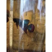 ราคา ปลากัดทุ่งผสมเชื้อ30 สายกัดสงขลา ร้าน ส ปลากัดฟร์ามสงขลา (21972761841)