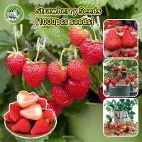 ราคา ปลูกง่าย COD ของแท้ 100 เมล็ดสตรอเบอร์รี่เลื้อย เมล็ดสตรอเบอรี่เลื้อย Climbing Strawberries สตรอเบอรี่เลื้อย พืชตระกูลเบอรี่ Berries ผลไม้ สตรอเบอรี่ strawberry พืชล้มลุก พืชคลุมดิน ผลไม้เมืองหนาว สต 