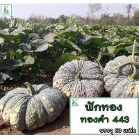 ราคา ฟักทอง ทองอำพัน 426 ฟักทอง ทองคำ 443 ฟักทอง พันธุ์ คางคก ฟักทอง ประกายเงิน บรรจุ 50 เม็ลด (22578074773)