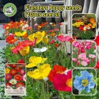 ราคา ปลูกง่าย COD เมล็ดสด 100 เมล็ดพันธุ์ ดอกป๊อปปี้ เมล็ดดอกป๊อปปี้ คละสี California Poppy Iceland Poppy Flower Seeds for Planting เมล็ดดอกไม้ พันธุ์ดอกไม้ เมล็ดบอนสี ต้นไม้มงคล บอนสี ดอกไม้จริง ไม้ประดั 