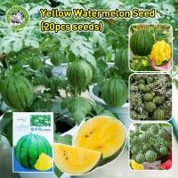 ราคา สินค้าดี มีคุณภาพ เมล็ดพันธุ์แตงโม เมล็ดแตงโม เนื้อสีเหลือง หวานสุดๆ Yellow Watermelon Seeds Fruit Seeds for Planting เมล็ดพันธุ์ผลไม้ เมล็ดพันธุ์ แท้ ผลไม้อินทรีย์ ต้นไม้ผลกินได้ ต้นไม้กินผล เมล็ดผลไ
