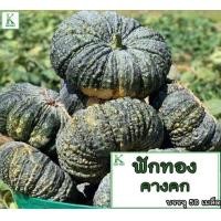 ราคา ฟักทอง ทองอำพัน 426 ฟักทอง ทองคำ 443 ฟักทอง พันธุ์ คางคก ฟักทอง ประกายเงิน บรรจุ 50 เม็ลด (22578074774)