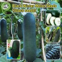 ราคา ปลูกง่าย COD เมล็ดพันธุ์ ฟักดำยักษ์ Super Large Black Winter Melon Seeds Vegetable Seeds for Planting ฟักเขียวเปลือกดำตอปิโด ผักออร์แกนิก เมล็ดพันธุ์ผัก ผักออแกนิค เมล็ดพันธุ์ ฟักดำยักษ์ ฟักเขียวเปลื 