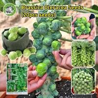 ราคา ปลูกง่าย COD เมล็ดสด 100 เมล็ดพันธุ์ กะหล่ำดาว Brussels sprouts Seed เมล็ดพันธุ์แท้100 นำเข้าจากต่างประเทศ ปลูกผัก สวนครัว ผัดกะหล่ำ เมล็ดพันธุ์ผัก เมล็ดผักต่างๆ เมล็ดพันธุ์ เมล็ดผักสวนครัว ปลูกได้ทั 
