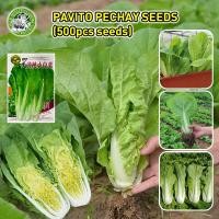 ราคา ปลูกง่าย COD ผักกาดขาวน้อย ขาวนวล เมล็ดพันธุ์ White Stem Pechay Seeds Rapid 30 Days Harvest Pavito Pechay Seeds for Planting เมล็ดพันธุ์ผักกาดขาวปลี เมล็ดพันธุ์ผัก ผักสวนครัว ต้นไม้มงคล ผักออแกนิค บอ 