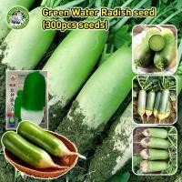 ราคา ปลูกง่าย เมล็ดสด 100 เมล็ดพันธุ์ หัวไชเท้าสีเขียว Sweet Crispy Green Radish Seed Organic Vegetable Seeds for Planting เมล็ดหัวไชเท้า F1 เมล็ดพันธุ์แท้ OP เมล็ดผักสวนครัว เมล็ดพันธุ์ผัก ผักสวนครัว ผักอ