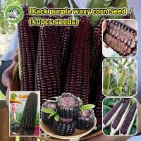 ราคา เมล็ดพันธุ์ ข้าวโพด Black glutinous corn เมล็ดพันธุ์แท้ นำเข้าจากต่างประเทศ เมล็ดพันธุ์ข้าวโพดสีดำ เมล็ดข้าวโพดข้าวเหนียว Black Corn Seed Organic Vegetable Seeds F1 เมล็ดข้าวโพด เมล็ดข้าวโพดสีดำ เมล็ด
