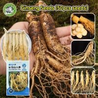 ราคา ปลูกง่าย COD สินค้าดี มีคุณภาพ งอกง่าย เมล็ดพันธุ์ โสมคน โสมเกาหลี Ginseng Asian ginseng Seed Rare Ginseng Seeds Herbs Seeds for Planting สิเมล็ดพันธุ์ โสมคน โสมเกาหลี การเก็บเกี่ยวที่รวดเร็ว คุณภาพด 