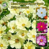 ราคา ปลูกง่าย COD เมล็ดพันธุ์ ดาวกระจายเซนเซชั่น ดอกคอสมอส คละสี Sensation Cosmos Flower Seed เมล็ดพันธุ์แท้นำเข้าจากต่างประเทศ เมล็ดพันธุ์แท้ นำเข้าจากต่างประเทศ ดอกไม้ปลูกสวยๆ เมล็ดพันธุ์ดอกไม้ ไม้ประดั 