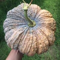 ราคา ฟักทอง ทองอำพัน 426 ฟักทอง ทองคำ 443 ฟักทอง พันธุ์ คางคก ฟักทอง ประกายเงิน บรรจุ 50 เม็ลด (22578074777)