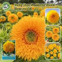 ราคา ปลูกง่าย COD เมล็ดสด 100 เมล็ดพันธุ์ ทานตะวัน เทดดี้แบร์ Teddy Bear Sunflower seed เมล็ดพันธุ์แท้ นำเข้าจากต่างประเทศ ทานตะวันแคระ ทานตะวันแคระ บอนสี เมล็ดดอกไม้ ต้นไม้มงคล เมล็ดบอนสี เมล็ดพันธุ์แท้ (