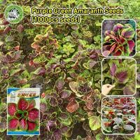 ราคา ปลูกง่าย เมล็ดสด เมล็ดพันธุ์ ผักปลังแดง Round Leaf Green Red Amaranth Seeds Malabar Spinach Seed Organic Vegetable Seeds for Planting เมล็ดพันธุ์ผัก เมล็ดผักต่างๆ เมล็ดพันธุ์ เมล็ดผักสวนครัว ปลูกได้ทั