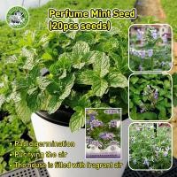 ราคา อัตรางอกสูง เมล็ดสะระแหน่ Peppermint Seeds เมล็ดพันธุ์ สะระแหน่ Edible Natural Mint Herbs Seeds for Planting Air Purifying Plants Bonsai Flower Seeds Mosquito Repellant Mint Seed มล็ดพันธุ์สะระเเหน่ เ