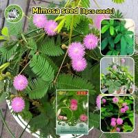 ราคา อัตรางอกสูง เมล็ดพันธุ์ ผักกระเฉด เมล็ดผักกระเฉด Mimosa Pudica Seeds บอนสี ต้นไม้มงคล ต้นไม้ฟอกอากาศ ต้นบอนสี เมล็ดดอกไม้ ต้นไม้ประดับ ต้นบอนสีแปลกๆ พันธุ์ดอกไม้ เมล็ดบอนสี บอนสีหายาก บอนไซ แต่งสวน ถ้