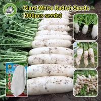 ราคา ปลูกง่าย COD เมล็ดสด 100 เมล็ดพันธุ์ หัวไชเท้าขาว BWhite Radish Seed Organic Vegetable Seeds for Planting ผักกาดหัว ไดคอนญี่ปุ่น เมล็ดหัวไชเท้าขาว F1 เมล็ดพันธุ์แท้ เมล็ดพันธุ์ผัก เมล็ดผักต่างๆ เมล็ด 