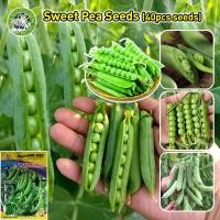 ราคา การเก็บเกี่ยวที่รวดเร็ว เมล็ดพันธุ์ ถั่วหวาน ถั่วลันเตาหวาน Sugar Daddy Snap Pea Seed Sweet Pea Seeds Organic Vegetable Seeds for Planting เมล็ดถั่วหวาน F1 เมล็ดพันธุ์ผัก ผักสวนครัว ผักออร์แกนิก พันธ 