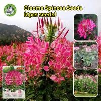 ราคา เมล็ดสด 100 Cleome Spinosa Seeds Butterfly Flower Seeds for Planting Garden Home Decor เมล็ดดอกไม้ เมล็ดบอนสี ต้นไม้มงคล บอนสี เมล็ดดอกไม้ ต้นไม้มงคล บอนสี เมล็ดบอนสี บอนไซ ต้นไม้ ดอกไม้จริง ต้นบอนไซ 