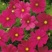 ราคา 50 เมล็ด ดอกดาวกระจายฝรั่ง ดาวกระจายฝรั่ง คอสมอส เมล็ดดอกไม้ Cosmos Seeds สายพันธุ์ Carmine (21276468542)