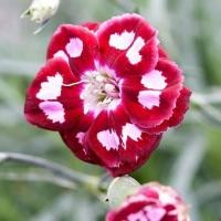 ราคา 100 เมล็ด ดอกผีเสื้อ เป็นดอกไม้ตัวแทนบอกรัก ดอกไม้สื่อรัก Dianthus Seeds สายพันธุ์ Sweet William Red (21988578008)