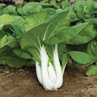 ราคา 200 เมล็ด มินิบ็อกฉ่อย บ๊อกฉ่อย เบบี้ผักฉ่อย Bok Choy (21900468901)